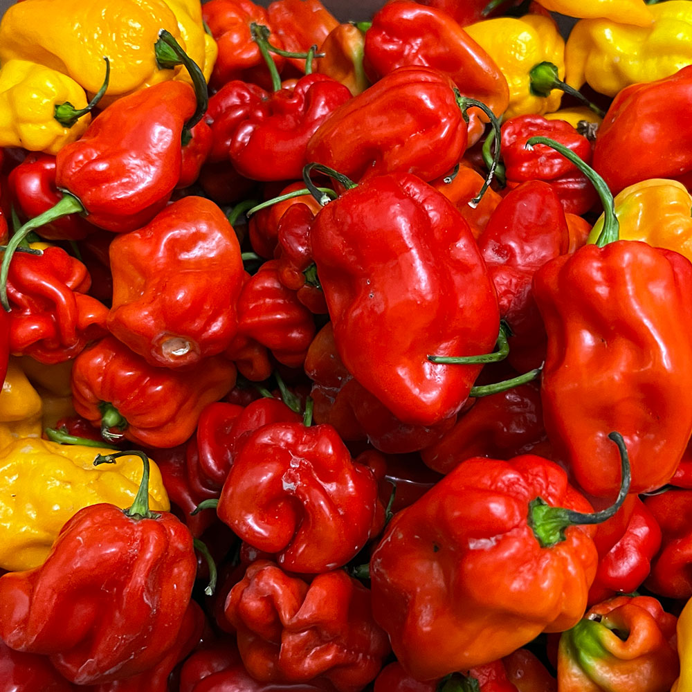 Giant Red Habanero